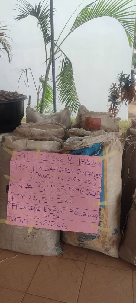 Customs FOU Zone B intercepts pangolin scales worth N3.9bn, arrests one