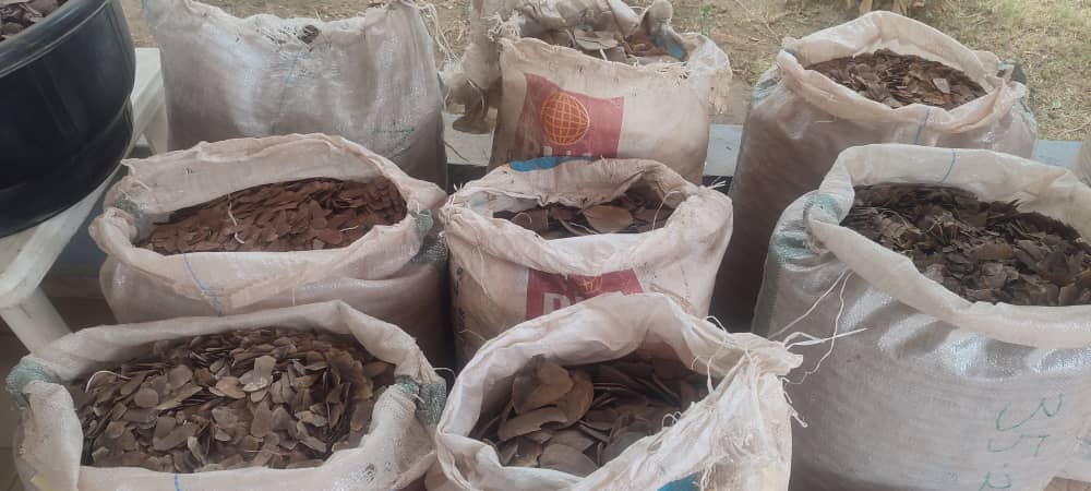 Customs FOU Zone B intercepts pangolin scales worth N3.9bn, arrests one