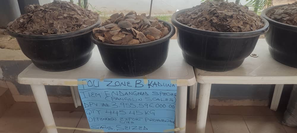 Customs FOU Zone B intercepts pangolin scales worth N3.9bn, arrests one