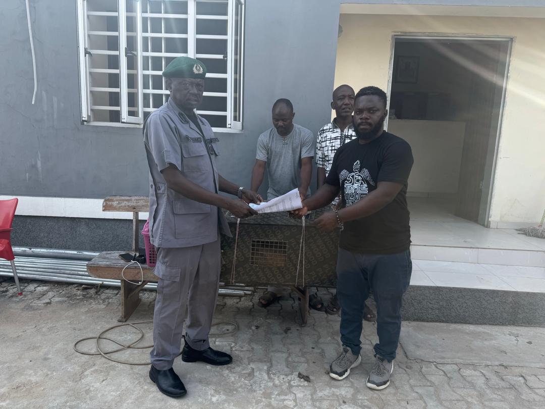 Customs intercepts lion cub, 2 monkeys at Badagry-Seme road