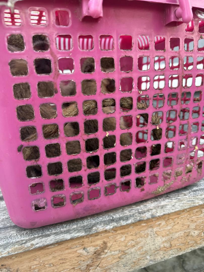 Customs intercepts lion cub, 2 monkeys at Badagry-Seme road