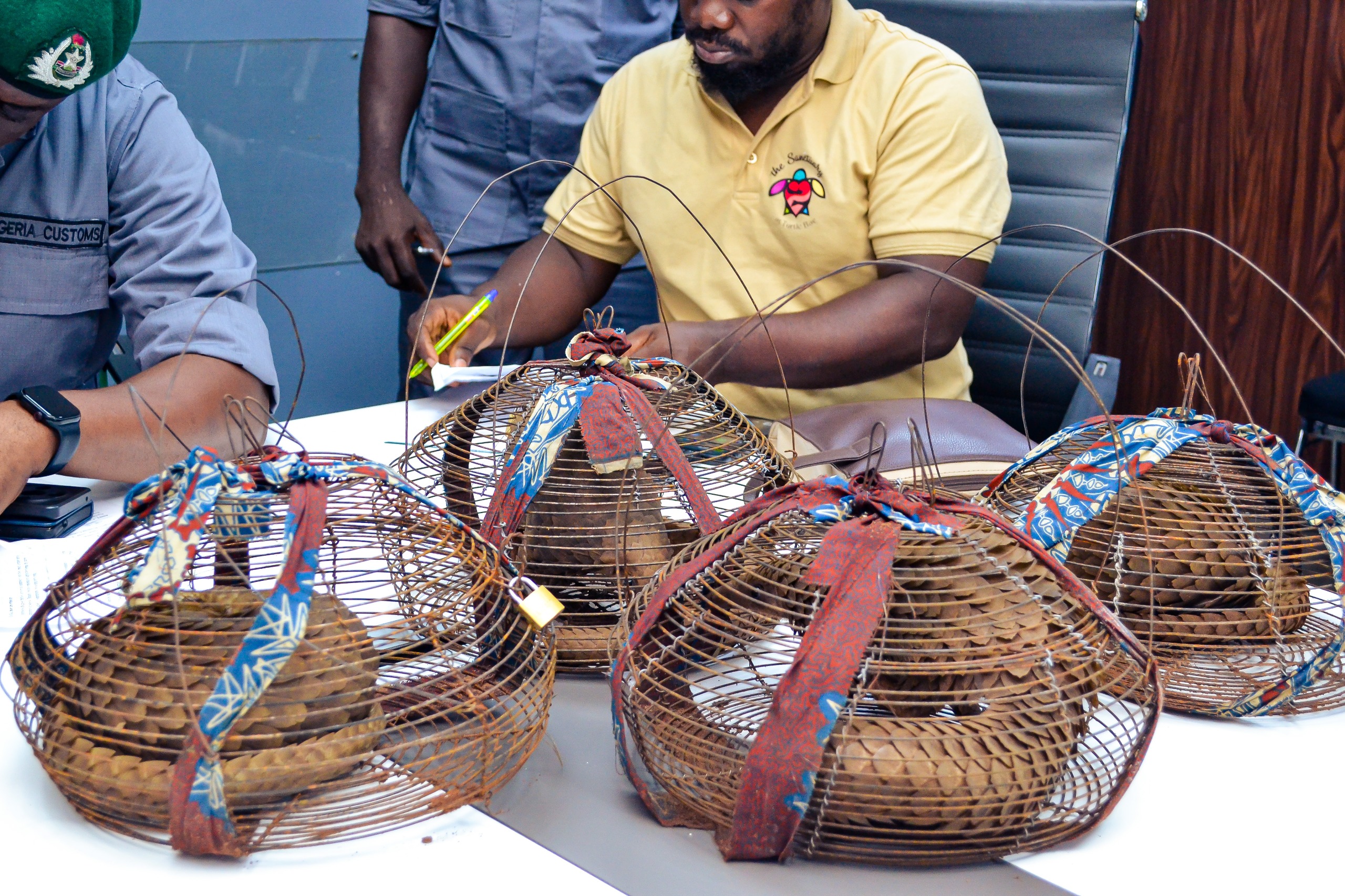 Ogun Customs hands over four seized live pangolins to conservation centre