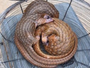 Customs FOU Zone 'A' intercepts 3 live pangolins in Ogun