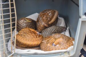 Again, Customs FOU ‘A’ rescues five live pangolins in Ogun State